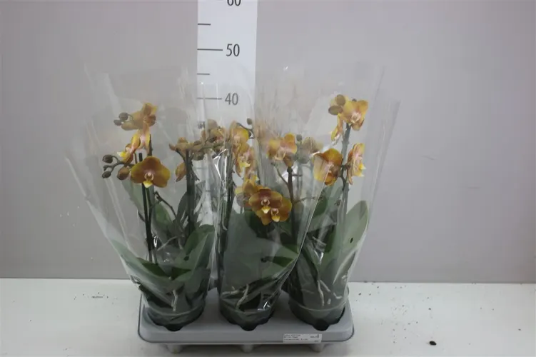 Orchidea Phalaenopsis Mltf oranžová, 2 výhony črepník 12 cm
