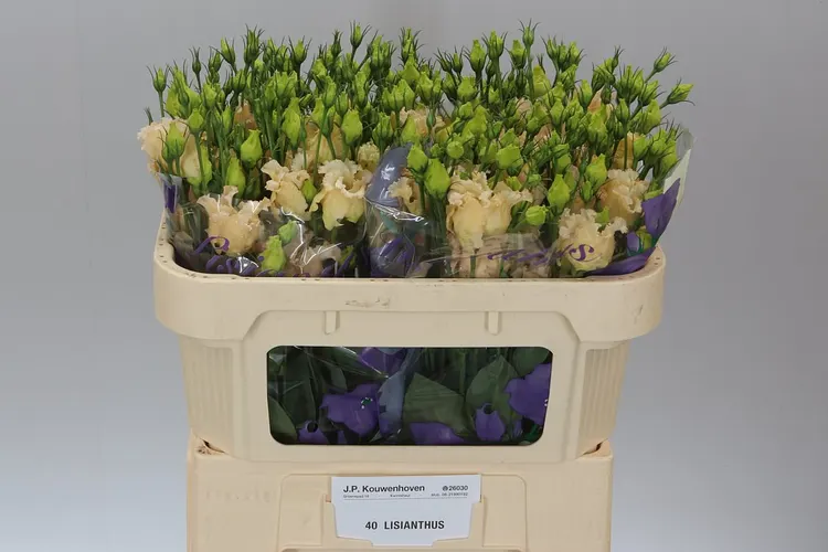 Eust En Falda Apricot 72 cm