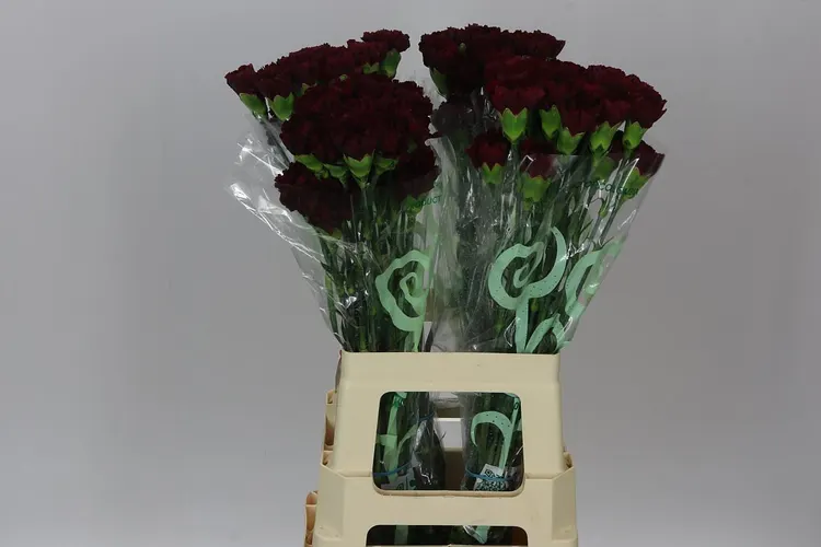 Karafiát Burgundy 70 cm