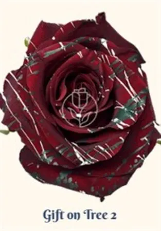 Rosa Gr Ec Tinted Gift On Tree 2 50 cm