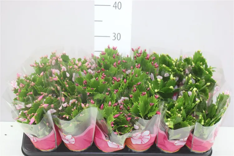 Schlumbergera Gemengd črepník 9 cm