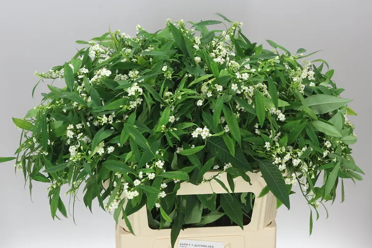 Euphorbia F T Quicksilver 80 cm