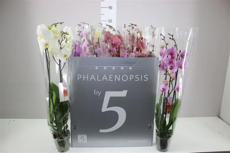 Orchidea Phalaenopsis mix 18+, 2 výhony črepník 12 cm