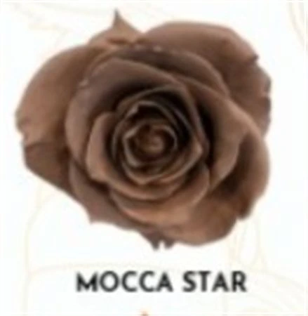 Ruža farbená Mocca Star, Ekvádor 50 cm