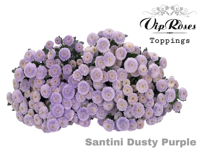 Chryzantéma santini Dusty Purple 55 cm