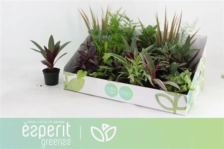 Plant mix Mini Greens črepník 8,5 cm