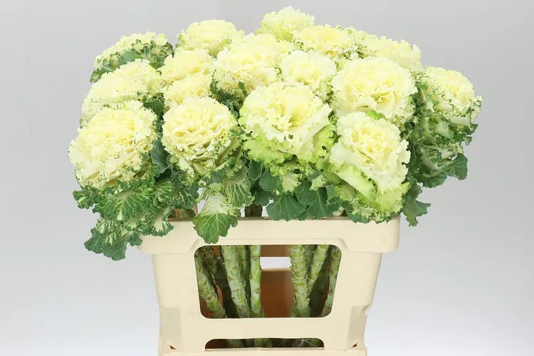 Okrasná kapusta First White 60 cm