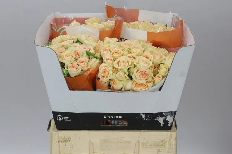 Rosa Tr Sancerre 60 cm