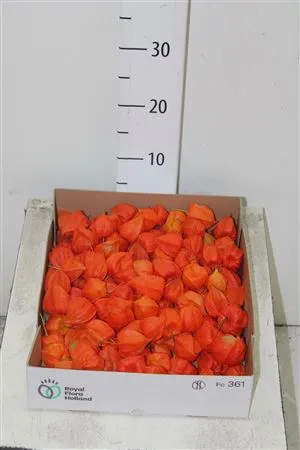 Physalis Lampion Los