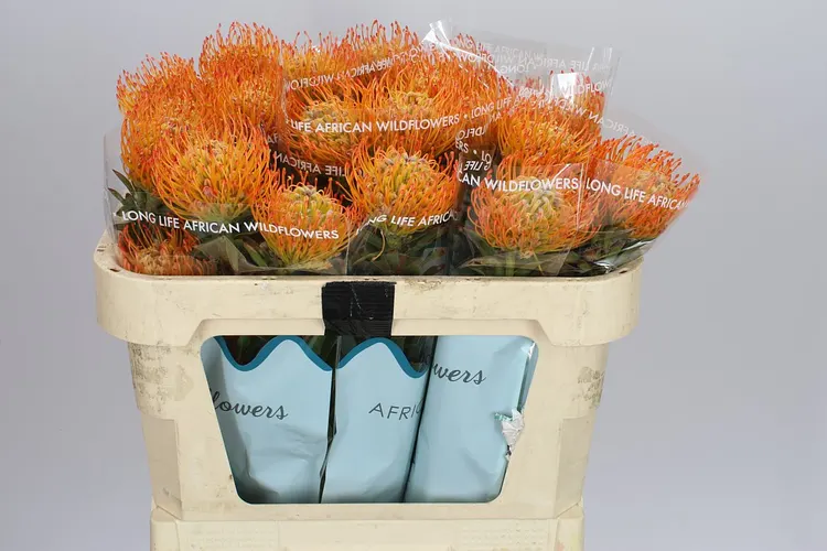 Leucospermum Ayoba Sun 70 cm