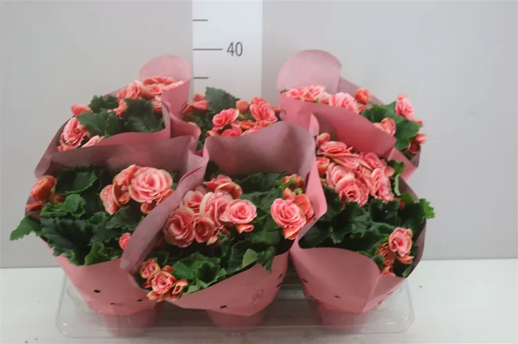 Begónia plnokvetá Borias črepník 14 cm