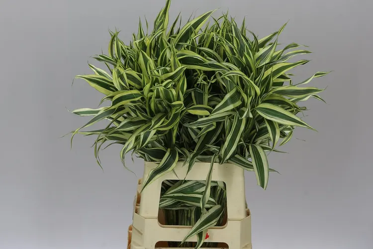 Drac San White Green 75cm 75 cm