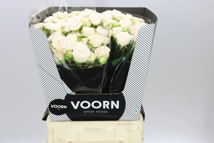 Rosa Tr Sofie 70 cm