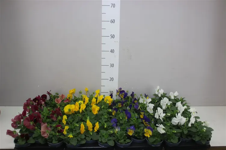 Viola De F1 Mixtrolley črepník 9 cm
