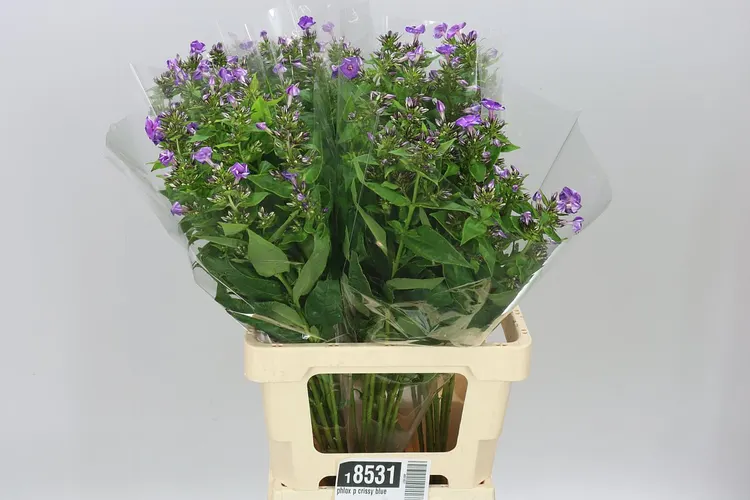 Phlox P Crissy Blue 70 cm