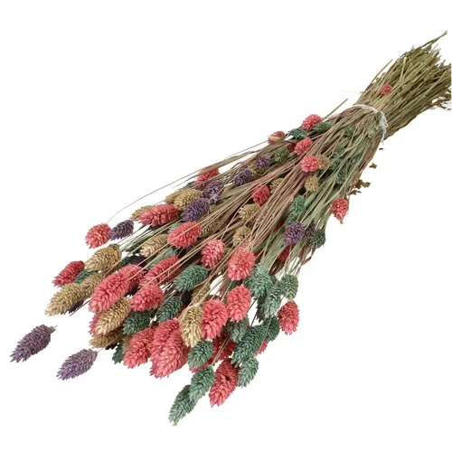 Sušený kvet Phalaris mix 65 cm
