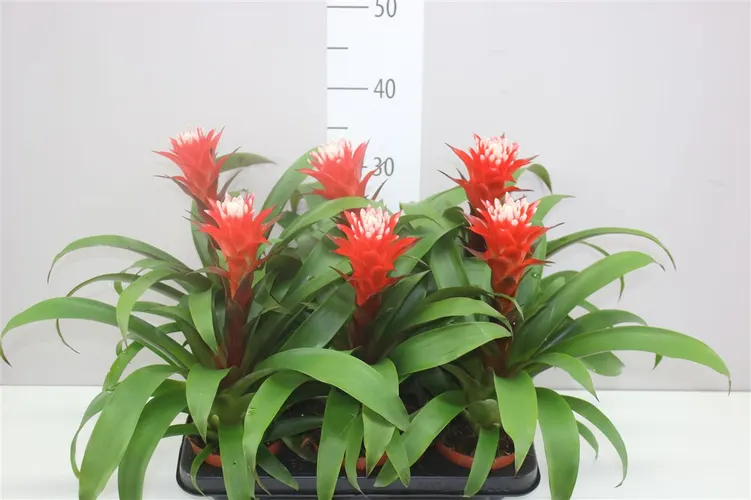 Guzmania Hope črepník 12 cm