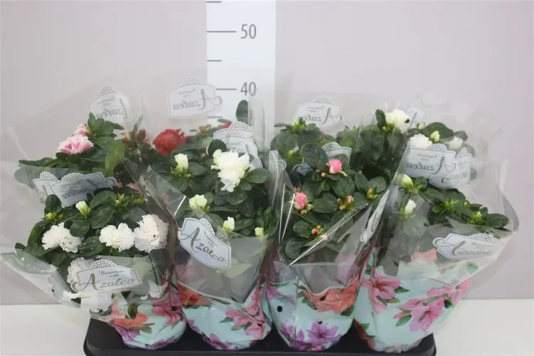 Azalka na kmienku mix črepník 13 cm