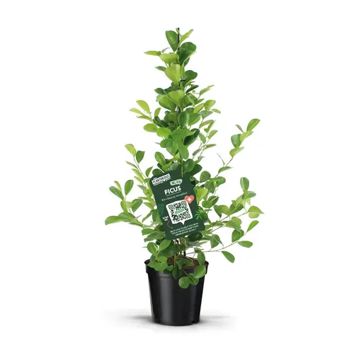 Ficus Moclame črepník 21 cm