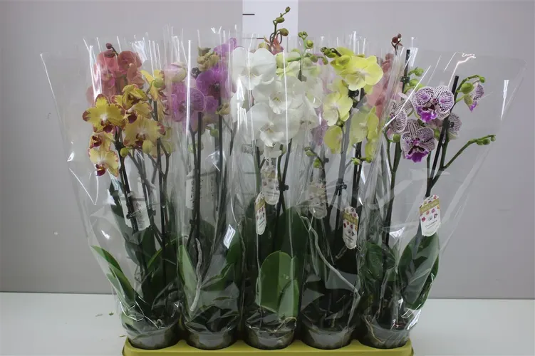Orchidea Phalaenopsis mix 16+, 2 výhony črepník 12 cm