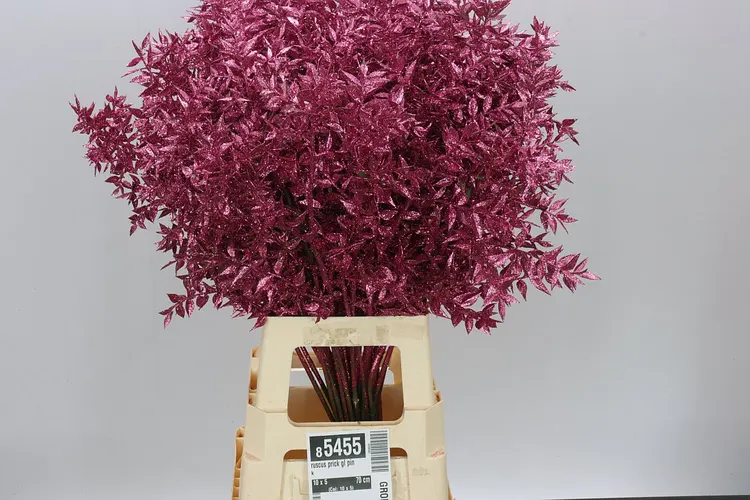 Ruskus Prick Gl Pink 70 cm