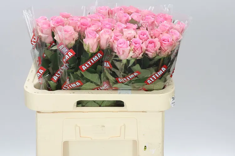 Rosa Gr Jessika 60 cm