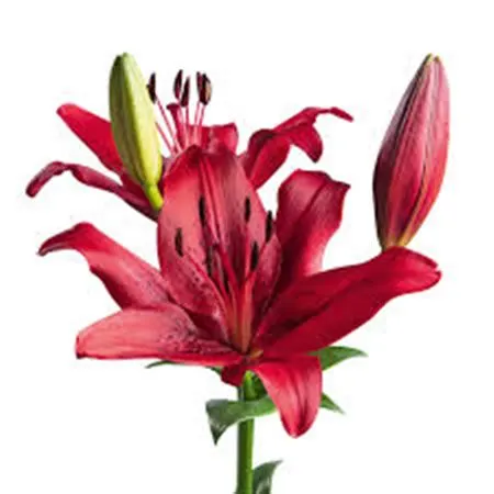 Lil La Calabria 95 cm