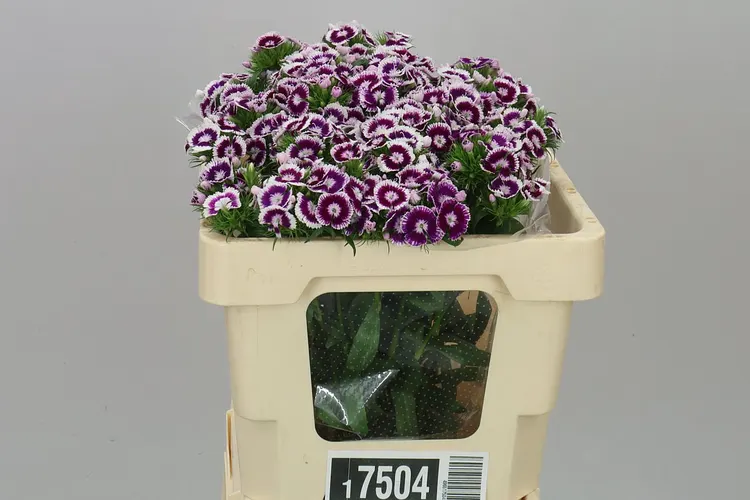 Di Barb Bicolor 50 cm