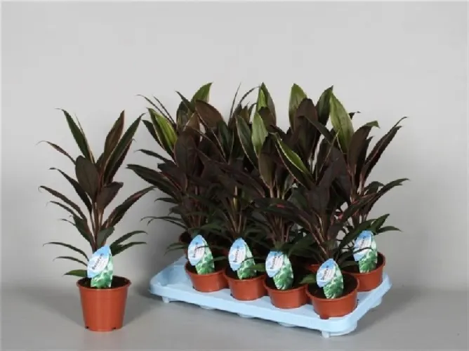 Cordyline Rumba črepník 12 cm