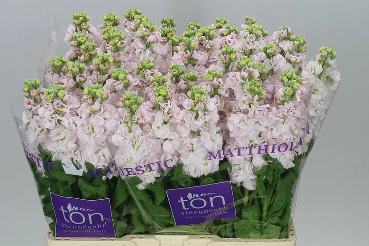 Matthiola Silver 55 cm