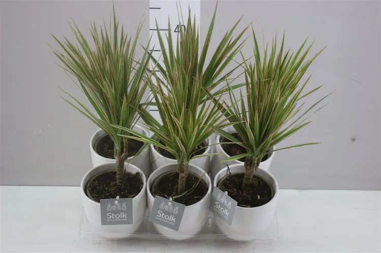 Dracaena Bicolor 1 Stam Liv Keramiek A2 črepník 13 cm