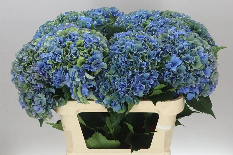 Hydrangea Parade Classic 80 cm