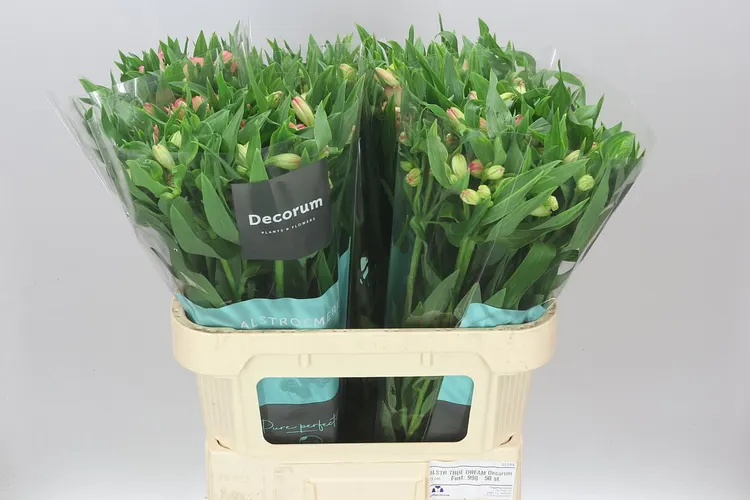 Alstroméria True Dream Xl 75 cm