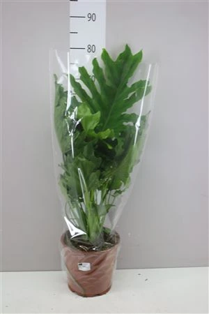 Philodendron Hope črepník 21 cm
