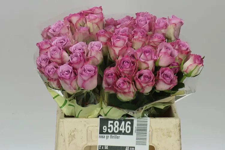 Rosa Gr Thriller 40 cm