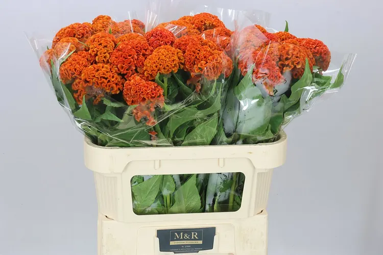Celosia Reprise Orange 72 cm