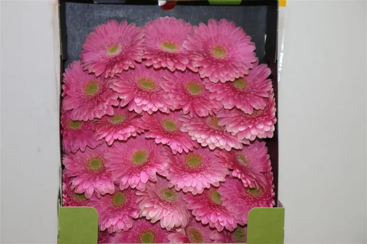 Germ D Pippa 55 cm