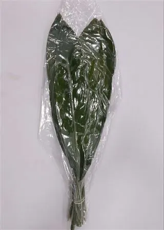 Green Tie Vacuum X 1 80 cm