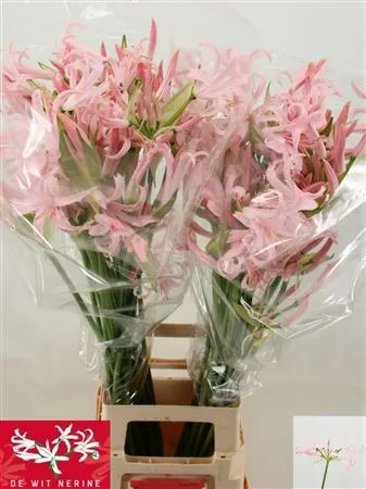 Nerine Bo Sofie Artistic 75 cm