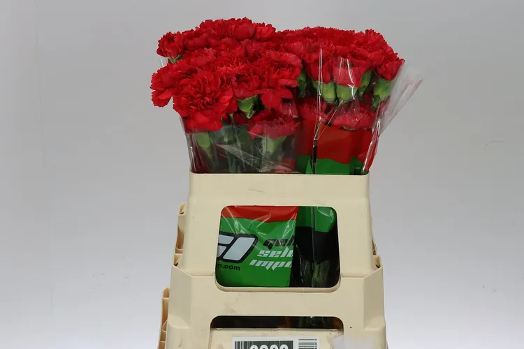 Karafiát Red 55 cm