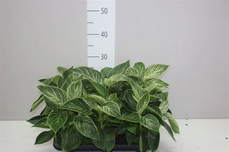 Philodendron White Wave črepník 12 cm
