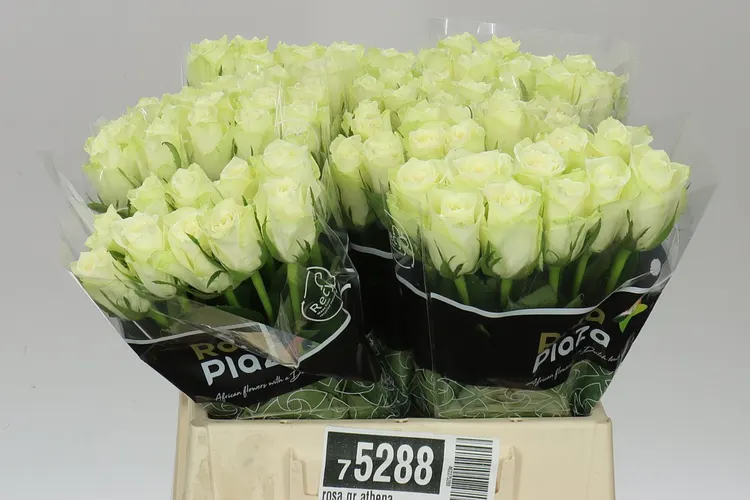 Rosa Gr Athena 40 cm