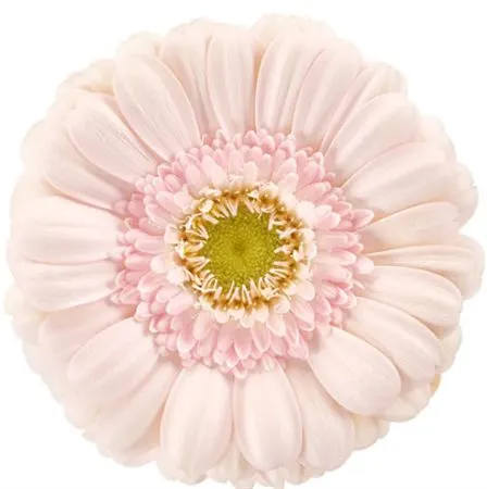 Germ Lavie 45 cm