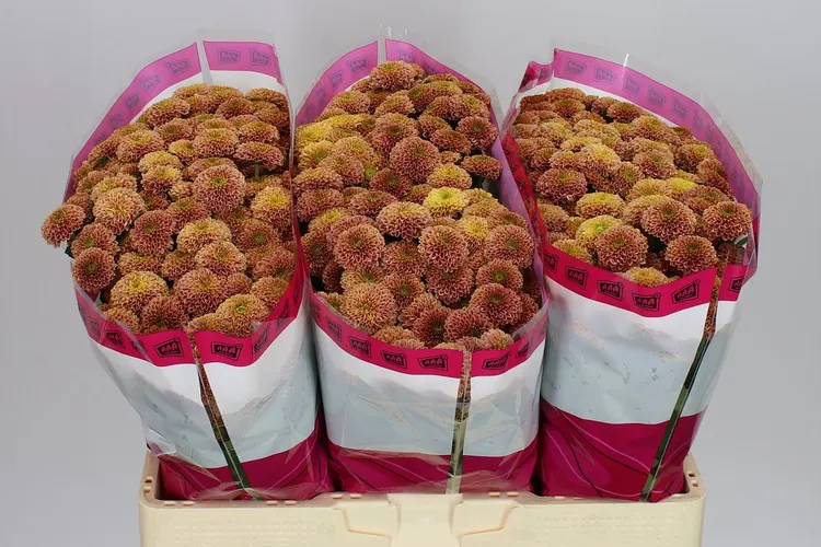 Sant Doria Cherry 55 cm