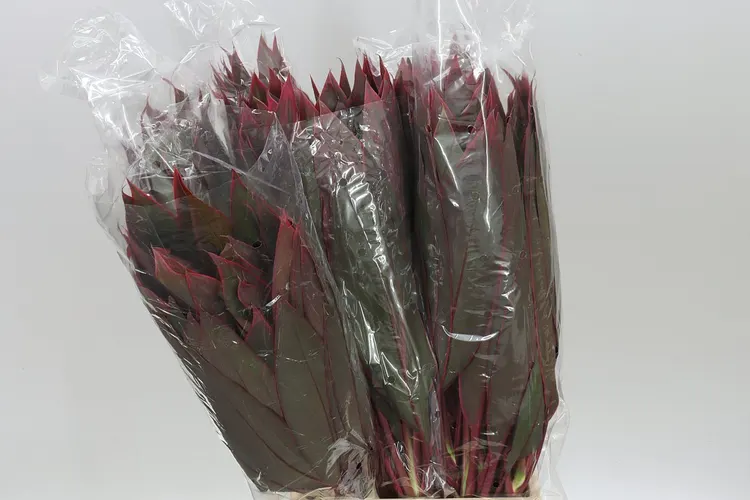 Dracaena Red 60 cm