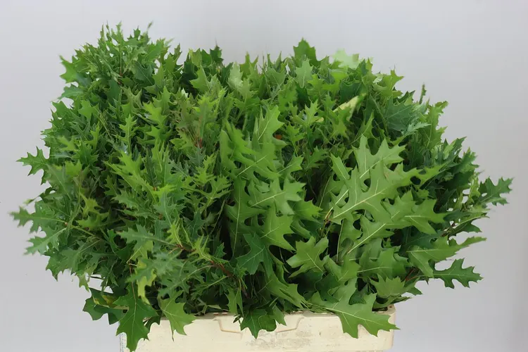 Quercus Palustrus 65 cm