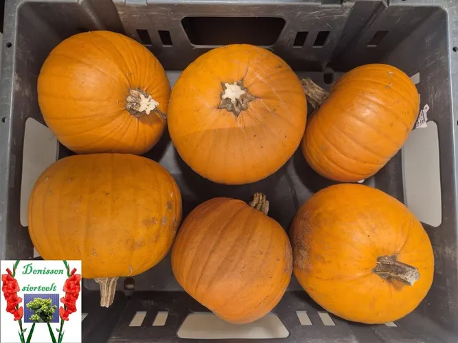 Okrasná tekvica Maxima Halloween