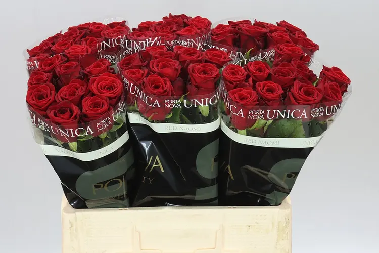 Rosa Gr Red Naomi Porta 60 cm