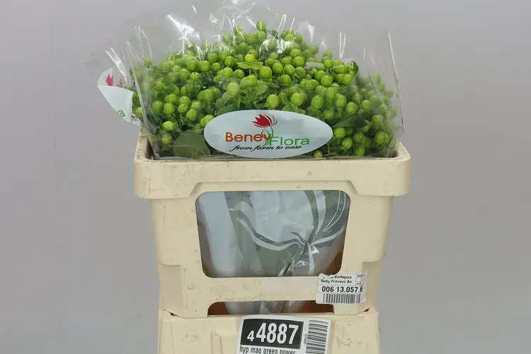 Hyperikum Mag Green Power 50 cm