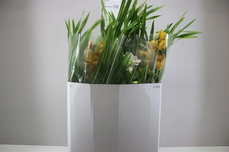 Orchidea Cymbidium mix, 5 výhonov črepník 14 cm